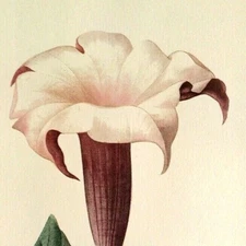 Pierre Joseph Redoute Flowers DALURA LAVIS Botanical Art Print Book Plate 31