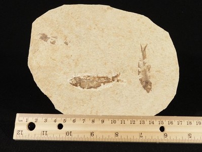 TWO! 50 Million Year Old Knightia FRY FISH Fossils From Wyoming 320gr