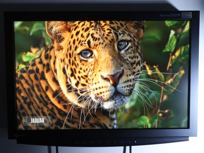 EIZO FlexScan S2111W 21.1'' Color LCD Broadcast Studio / Medical Monitor
