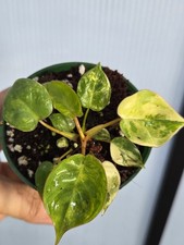 Philodendron Billietiae Variegated in 3" pot