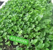 PENNYWORT , GOTU KOLA SEEDS (SMALL LEAF), HẠT RAU MÁ LÁ NHỎ  |+200 PCS|