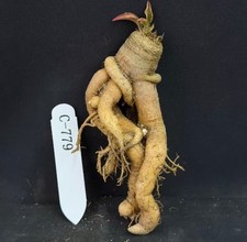 Rara pianta cactus Euphorbia spannringii radice propria vendita casuale giardino caudex