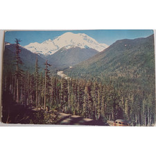 Washington Mt. Rainier Douglas Fir Cedar Hemlock Spruce Vintage Postcard 1955