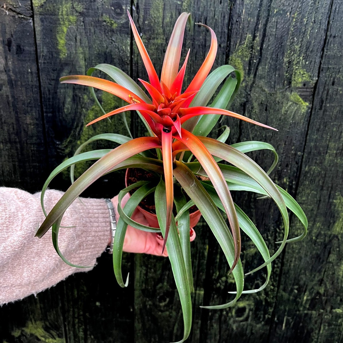 ブロメリア・エアープランツ Tillandsia roseiflora Hybrid ブロメリア・エアープランツ Tillandsia roseiflora Hybrid