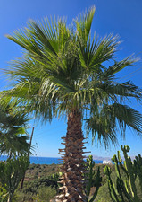 Semi Washingtonia Robusta - Palma Pettycoat - Palma a ventaglio - 100 pezzi - freschi