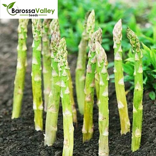 ASPARAGUS UC 157 F2 12 seeds vegetable garden FROST HARDY PERENNIAL