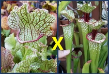 2024 SARRACENIA SEEDS: FAT MITCHELLIANA X LUNCHBOX [CARNIVOROUS PLANT SEED]