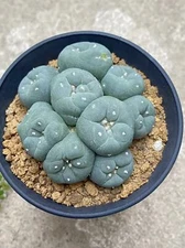 6-8cm cactus Succulent Multiple heads Plant Garden beautiful Plant seedgrowth