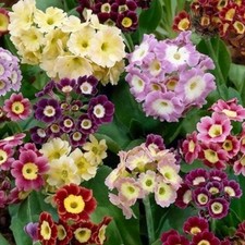 Primula pubescens AURICULA in a 1 Litre Pot with Colour Care Label