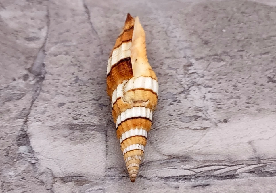 Compresor Mitra de inglete comprimido (1 carcasa aprox. 2+ pulgadas) Foto 4 de 4