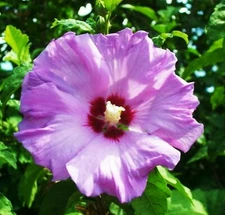 🌺🌺 MADAGASCAR HIBISCUS MOSCHEUTOS Hibiscus seed pack 15+ Rose Of Sharon HS6801
