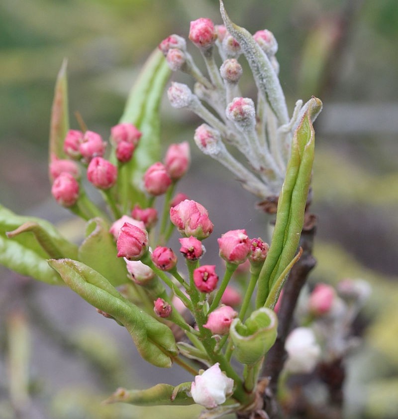 Nashi Pera Kosui 60-80cm - Pyrus pyraster