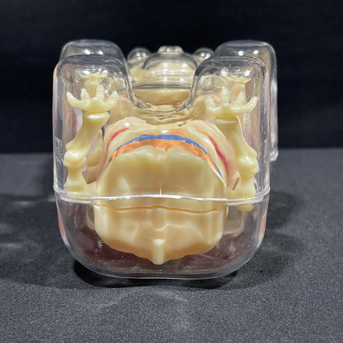 4D Master Baby Gummi Bear Skeleton Anatomy Model | eBay