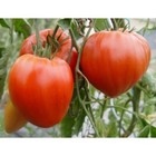 25 graines de tomate coeur de Boeuf, véritable, non traitée
