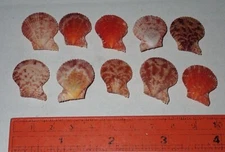 19-22 mm 10 Pcs TINY Chlamys Sunguinea Scallop Seashell Phi Phi Island Phuket