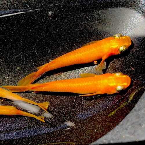 10+5 Free Red King Fertilized Japanese Medaka Rice Fish Eggs-USA Bred