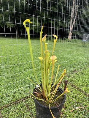 SARRACENIA FLAVA CUPREA  BERKELEY CO, SC . MIKE WANG. GALLON SIZE.