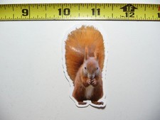 PET RED SQUIRREL SMALL STICKER DECAL WILDLIFE PRESERVE NATURE ANIMAL