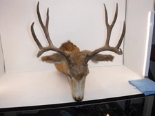 Handsome Deer Head 10-Point Buck Shoulder Mount Taxidermy