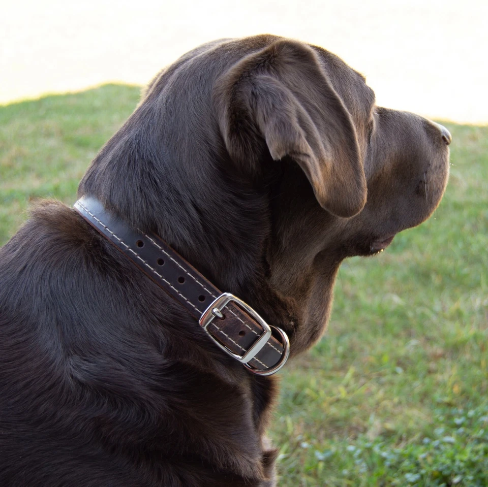 Leather Dog Collar Accent Stitched_Medium, Large, XL_1" Wide_Amish Handmade - Image 3 of 4