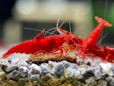 10 1 Fire Red Cherry - Freshwater Neocaridina Aquarium Shrimp. Live Guarantee