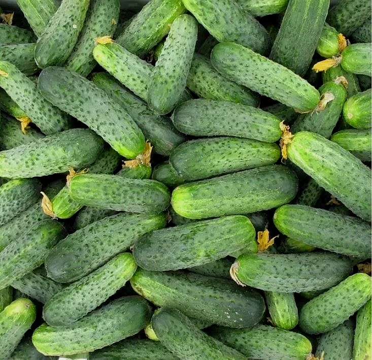 100 semillas de pepino Ajax F1 híbrido monjes Holanda семена огурец Ucrania Foto 2 de 4