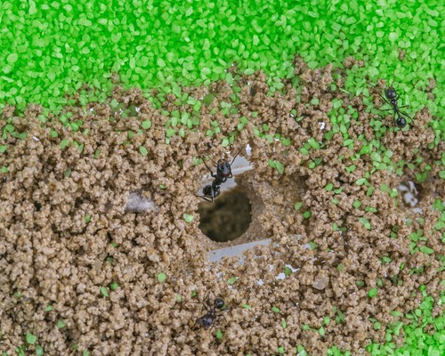 Ant Farm T BIG avec fourmis gratuites et reine - formicarium éducatif pour fourmis vivantes - Photo 7/7