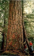 Giant Douglas Fir Tree, Western Washington, Bob & Ira Spring, J. Boyd Postcard