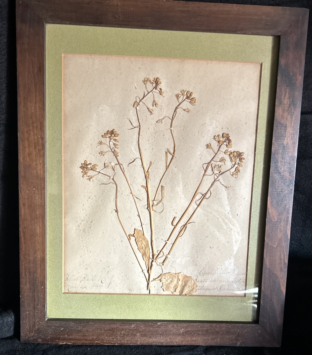 GORGEOUS Vintage Handmade Dried Pressed Flower Framed Art - Signed by artist!