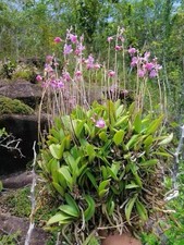 Phalaenopsis pulcherrima Rare Species Orchid Vietnam Compact Easy Grow Live Pl