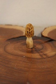 Carved Yellow Morel Mushroom from a Shed Whitetail Antler Point