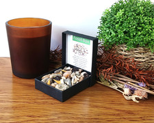 Fossil Box 40+ Haizähne Ammoniten Seeigel Gastropode Crinoiden Brachiopoden