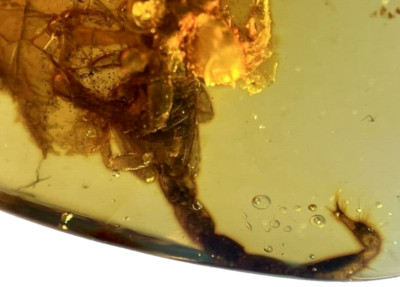 Amber with Burmese fossilized scorpion and mosquito breeding 1 gr