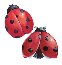 Lady Bugs Red Black Spots Ladybug Wallies Wallpaper Cutous Border Decal Stickers