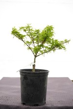 Acer palmatum 'Lima Gold' Dwarf Japanese Maple 1 Gallon