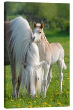Leinwandbild Haflinger Fohlen mit Stute - Katho Menden