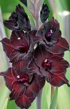 Pre-Order Gladiolus Black Star 3 bulbs. Top Size