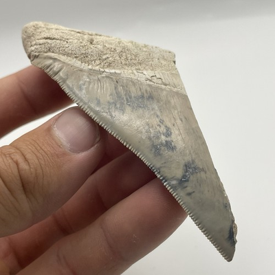 #ad #ad Megalodon Shark Tooth Half UNIQUE Paperweight Or Display $49.99