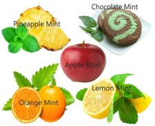 MINT SEEDS RARE pick mix PINEAPPLE ORANGE CHOCOLATE APPLE LEMON Herbs plant 