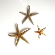 Set of 3 Small/Medium Starfish 3.-7" Natural Beach Wedding Decor Craft