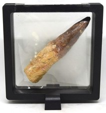 Large Fossilized Spinosaurus Dinosaur Fossil Tooth 3 1/4