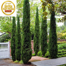 Italian Cypress Trees x2 Evergreen Mediterranean Garden Plants Pots