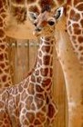 babygiraffe2006