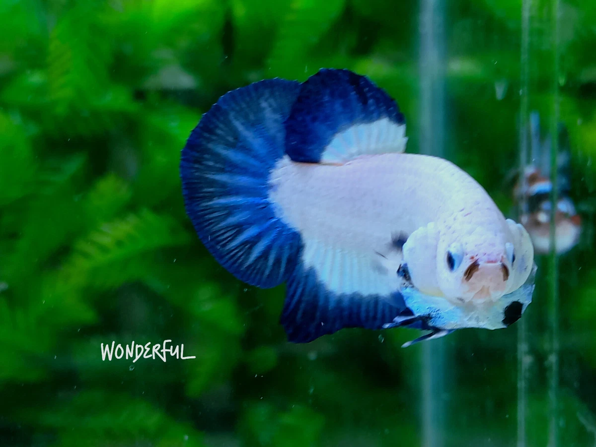 SALE LIVE FISH BUTERFLY BICOLOUR PLAKAT BLUE RIM BETTA FISH