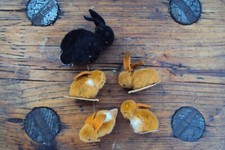 Wolltiere Häschen von Steiff? 5 Stück  !!!!!!!   3cm und 5cm