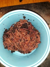 🐛Composting Red Worms / Fast Free Shipping🐛
