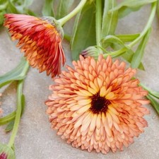25 Orange Flash Calendula Seeds