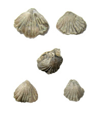Devonian Birdsong Shale Tennessee Fossil Brachiopod Camarotoechia bialve Case #1