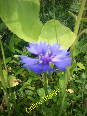 Foto 12x8 hübsche blaue Blume, Sandy Grove, Llanteg denke das kam von s c2012