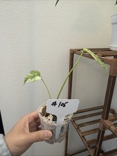 Monstera White Monster 3" Pot Rare Exact Plant 105